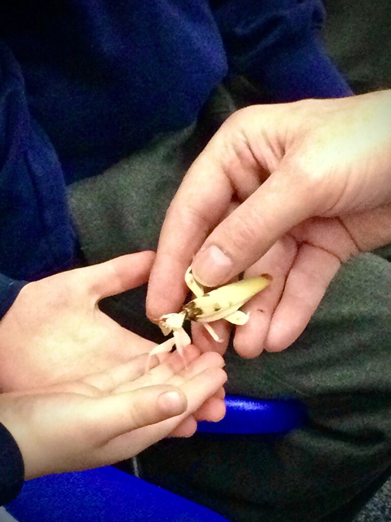handle praying mantis