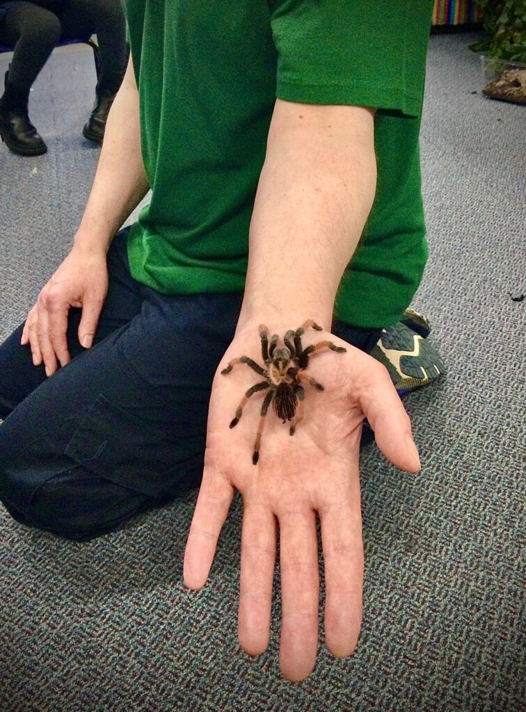 spider prsentation
